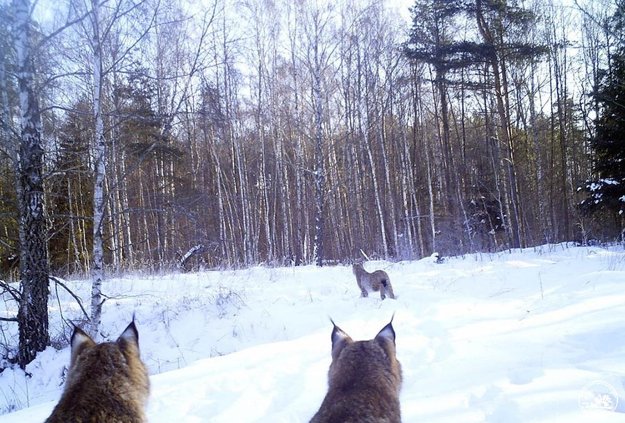 У Чорнобильському заповіднику показали рідкісні кадри полювання диких рисей - зображення